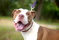 Pet Shelter Volunteer Work